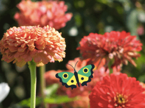 蝴蝶角色示意图